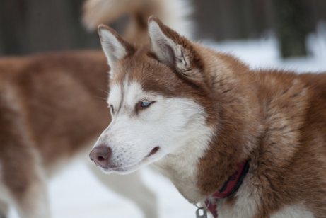 huskyen er mindre i hovedet