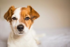 Hvorfor bliver hunde jaloux?