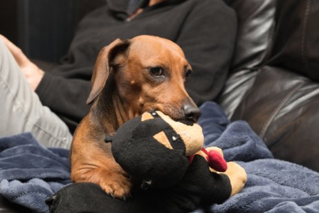 Hvorfor bliver hunde jaloux