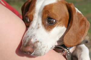 5 tricks til at berolige en nervøs hund