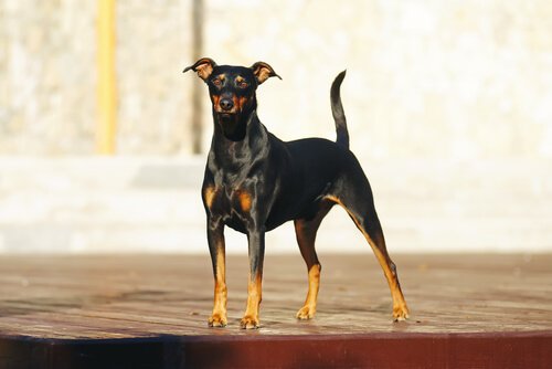 Den tyske pinscher er en selskabshund