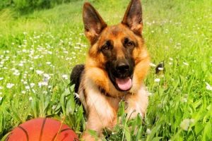 Schæferhunde: En imponerende race