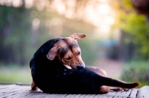 Hunde med skab