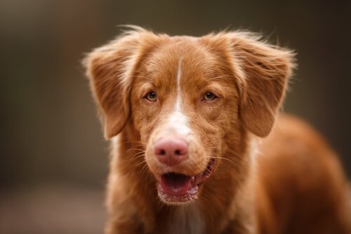 Øget vejrtrækning kan være tegn på smerter