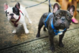 Hvad er en hund med stamtavle?