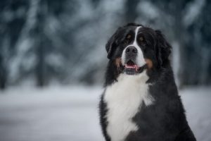 Navne til store hunde