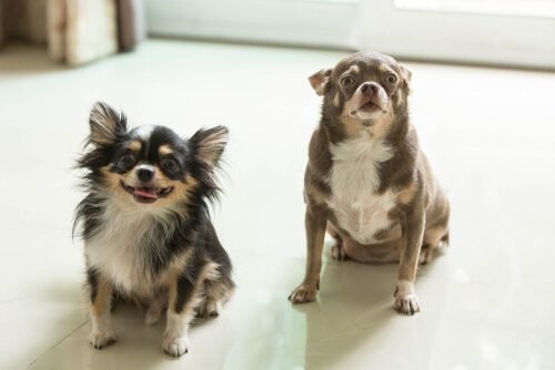 Det er godt for din hund at have en ven