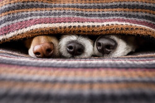 Hunde elsker nye ting