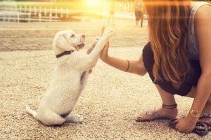Kan en hund være venstrepotet?