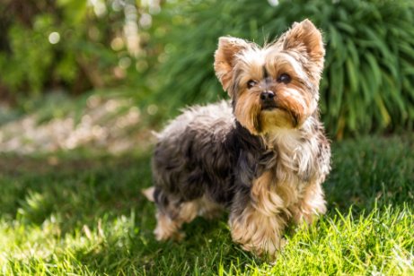 yorkshire terrier er meget populær blandt de kendte