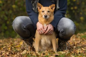 Kongestiv hjertesvigt hos hunde
