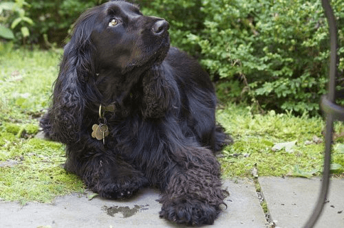 field spaniel