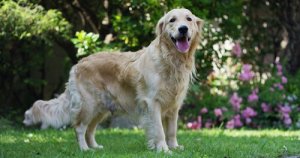 Sådan opdager du hjertesygdomme hos hunde