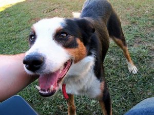 Dit kæledyrs mentale sundhed