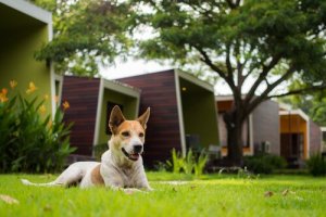 Sådan undgår du problemer med din hund