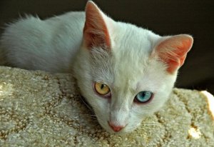 De ældste katteracer