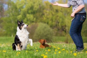 Basale lydighedsøvelser til din hund