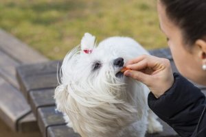 Belønninger til hunde: Gode råd