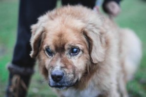 Tips til at passe en blind hund