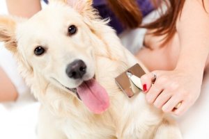 Hvad gør du, hvis din hund taber håret?