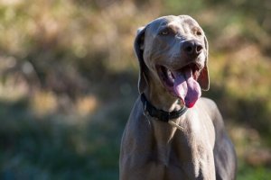 Sådan forebygger du tumorer i brystet hos hunde