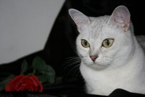 Burmilla katte