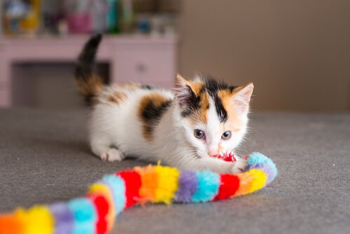 Calico killing