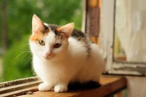 Calico katte