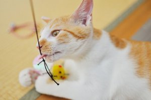 Øvelser du kan lave med din kat