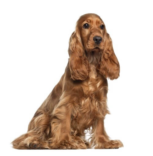 cocker spaniel