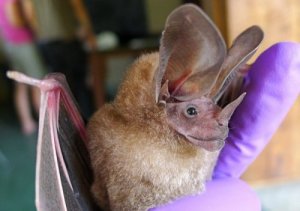 De mærkeligste dyr, der findes