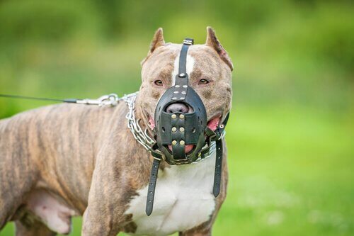 Hvad er en potentielt farlig hund?