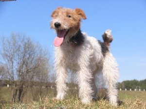Den ruhårede fox terrier