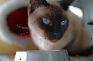 Hjemmelavede opskrifter til katte