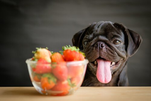 hund med frugtskål