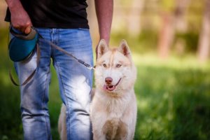 Sådan kan du være den bedste ejer for dit kæledyr