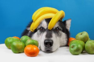 Sommerfrugter til hunde