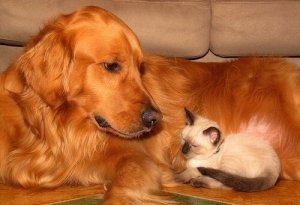 Tips til pasning af dit kæledyr