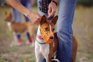 Typer Af Mundkurve Til Hunde Viden Om Dyr