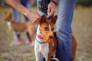 Typer af mundkurve til hunde