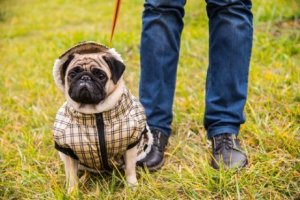 Aggressive, overbeskyttede hunde