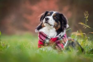 Sådan plejer man hunde om vinteren