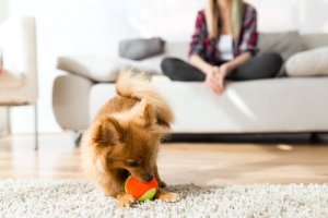 Sådan opfører hunde sig grundlæggende