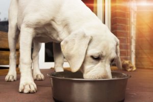 Hundefoder klassificeret efter race