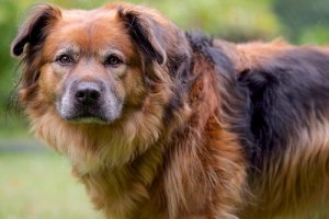 Hvad skjuler sig bagved hundens skyldige udtryk?