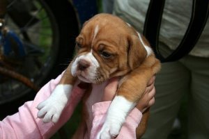 Gode råd til at tage til dyrlægen