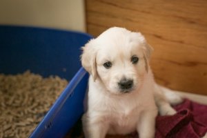 Hvordan lærer du din hund den ikke må tisse i sengen?