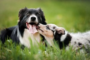 At indføre en hund til familien