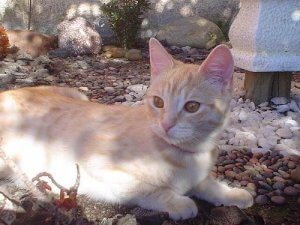 Virale sygdomme hos katte: Sådan forebygger du dem