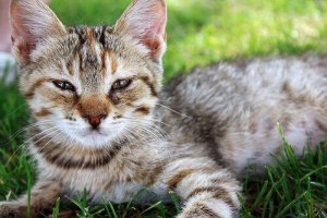 Nej, katte er ikke klogere end hunde